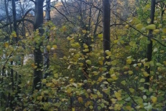 IMG_20231111_132336